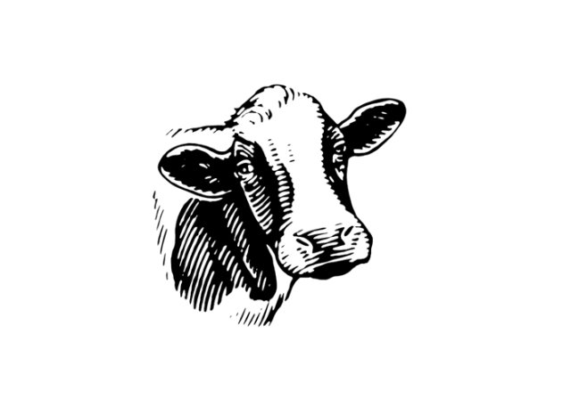 cow 5